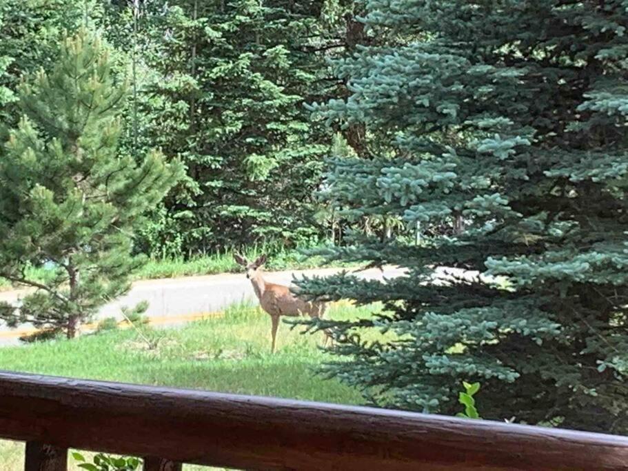 הוילה ליונס Classic Log Cabin Near Rocky Mountain National Park And Near Skiing מראה חיצוני תמונה